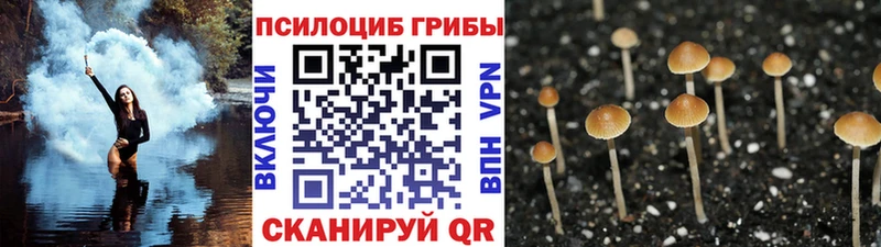 Галлюциногенные грибы Cubensis  цены   Темрюк 